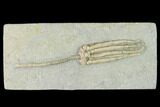 Fossil Crinoid (Parascytalocrinus) - Crawfordsville, Indiana #150437-1